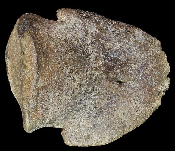 Hadrosaur Ungal (Claw) - Alberta (Disposition #-) #92798